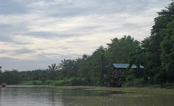 Kinabatangan river